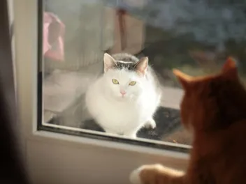How to Keep Neighborhood Cats Away: 8 Tips for Dealing With Outdoor Cats