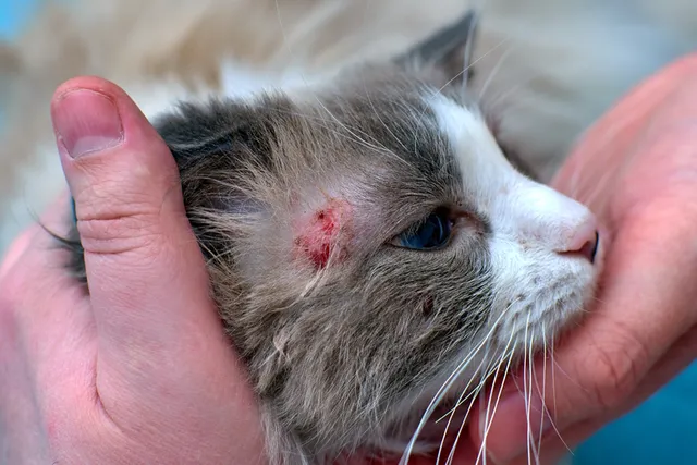 10 Flea and Tick Diseases in Cats: Vet-Verified Facts & FAQ