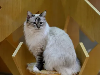 11 Cute Cat Commercials You’ll Love to Watch (With Videos)