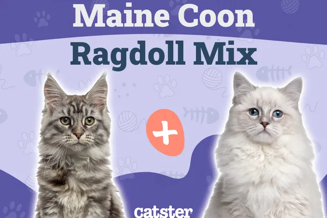 Maine Coon Ragdoll Mix: Info, Pictures, Care, Traits & More