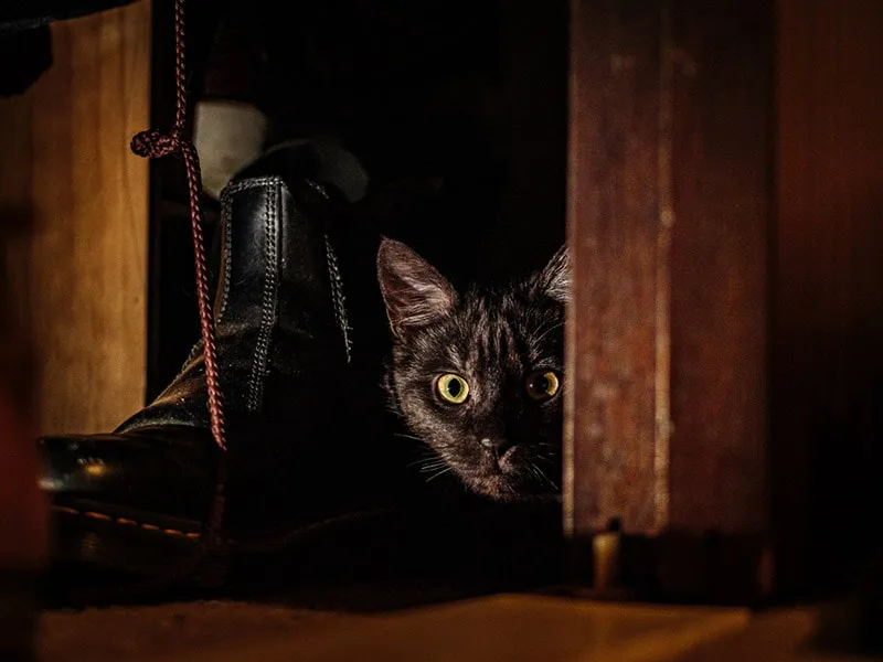 cat hiding in the wardrobe