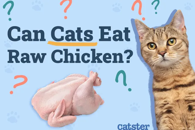 Can Cats Eat Raw Chicken? Vet-Reviewed Facts & Recommendations