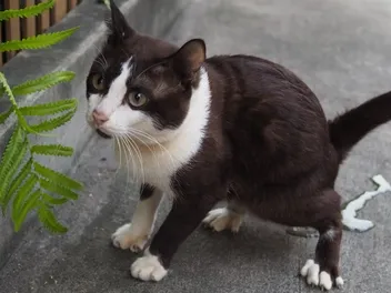 Why Won't My Cat's UTI Go Away? 6 Possible Causes (Vet Answer)