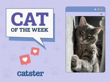 Catster Photo Contest: Cats of the Week Winners (Jan 16, 2025)