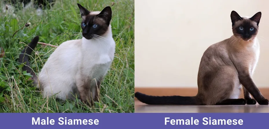 side by side Male VS Female Siamese