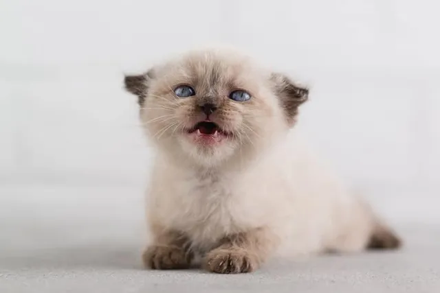 Kitten Teething: Vet Reviewed Signs, Timeline & FAQs