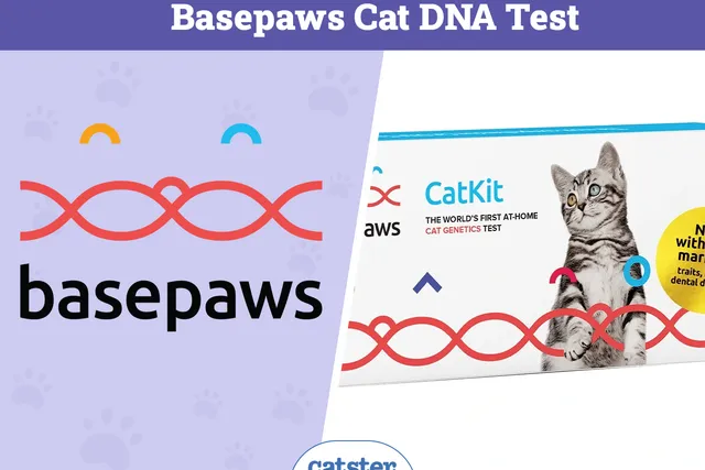 Basepaws Cat DNA Test Review: Pros, Cons, FAQ & Verdict