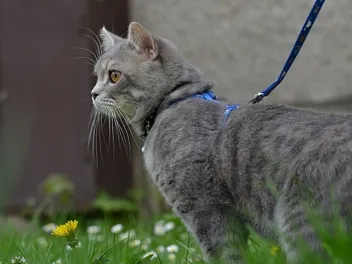 Eco-Friendly Kitty: How to Reduce Your Cat's Carbon Pawprint