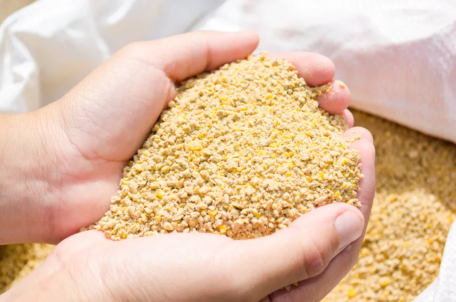 Chicken feed litter alternative