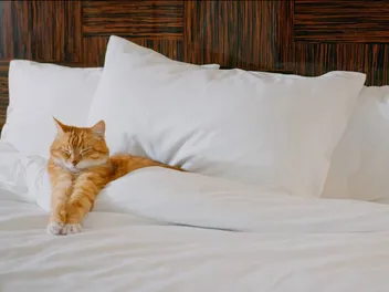 10 Pet-Friendly Hotels in Dothan, AL (2026 Guide)