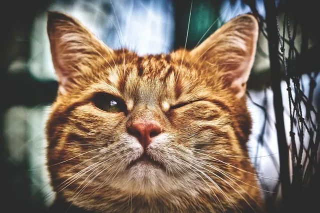 Why Is My Cat Keeping One Eye Closed? 4 Vet-Reviewed Reasons & Tips