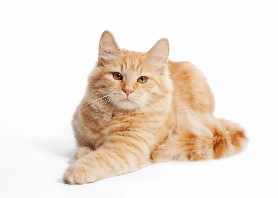 a siberian kitten on white background