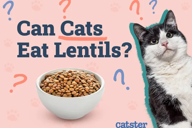 Can Cats Eat Lentils? Vet-Reviewed Nutritional Facts & FAQ