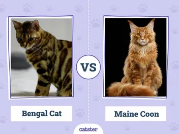 Bengal Cat vs. Maine Coon: Main Differences (With Pictures, Vet-Reviewed)