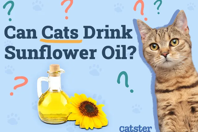 Can Cats Drink Sunflower Oil? Nutritional Facts & FAQ