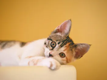 Will a Cat Recover From a Stroke? (Vet Answer)