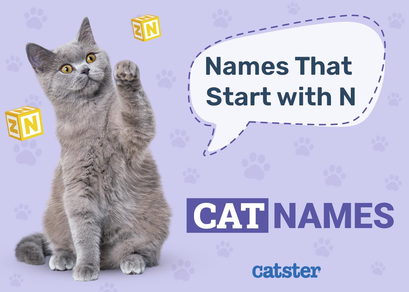 Cat Names That Start with N