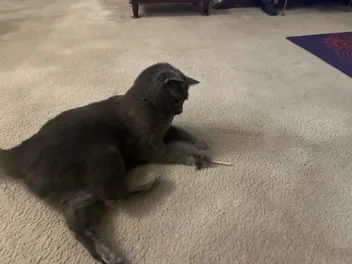 When Toys Put Cats in a Trance: Olga’s Transformation