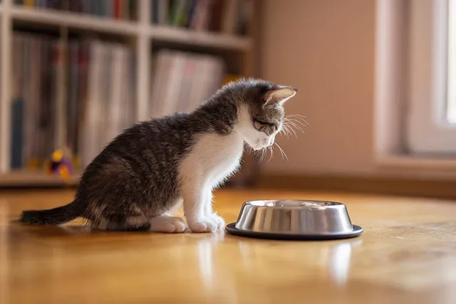 Why Won’t My Cat Drink Water From Their Bowl? 6 Vet-Reviewed Reasons