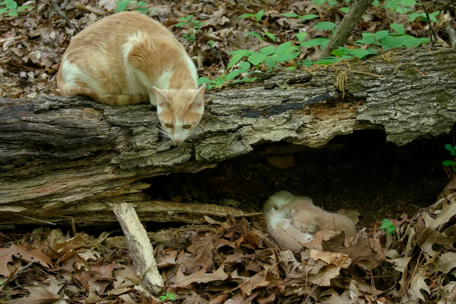 hiding litter of kittens
