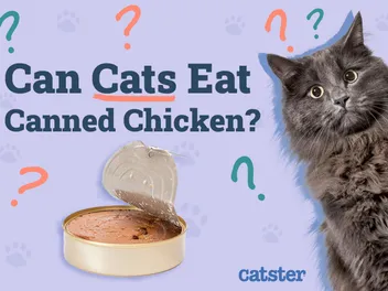 Can Cats Eat Canned Chicken? Vet-Reviewed Info to Know