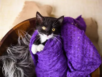 The Best & Worst Fabrics for Repelling Cat Fur (With Pictures)