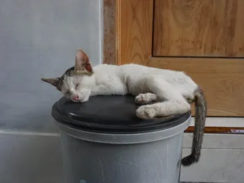 9 Best Cat-Proof Trash Cans in 2026 - Reviews & Top Picks