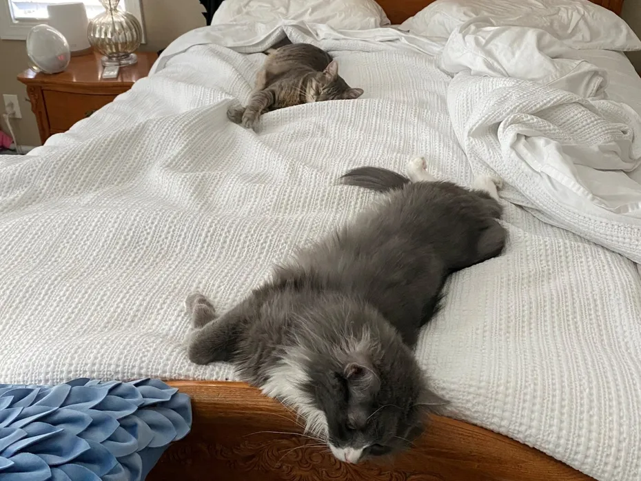 Frankie_Ele_on_bed