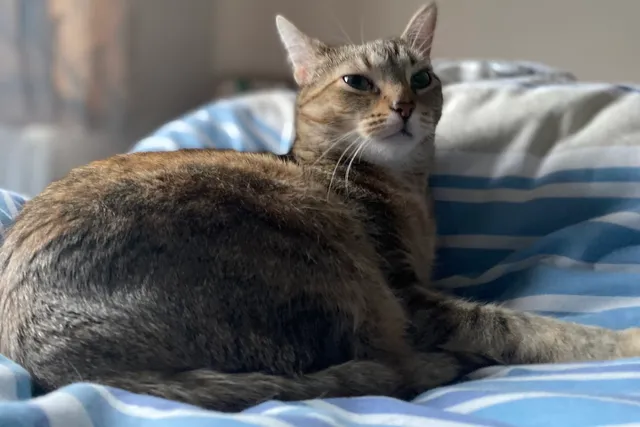 Carpet Sharks & Their Shark Bites: Biting Cats