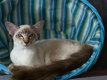 Balinese Cat Breed: Info, Pictures, Traits & Facts