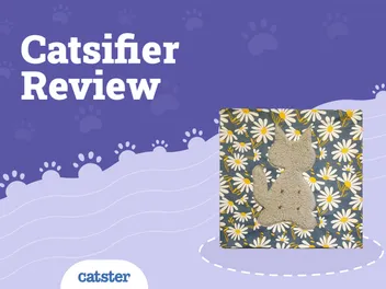 The Catsifier: A Pillow With Nipples for Kitties Who Suckle: 2026 Review