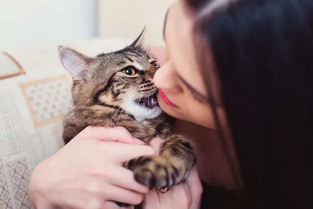 Why Does My Cat Bite My Chin? 6 Vet-Verified Reasons for This Behavior