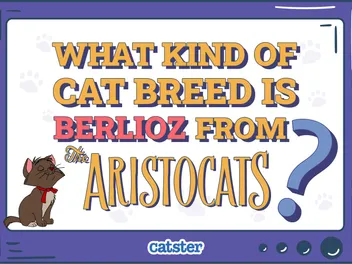 What Kind of Cat Breed is Berlioz from the Aristocats? Disney Felines Explained