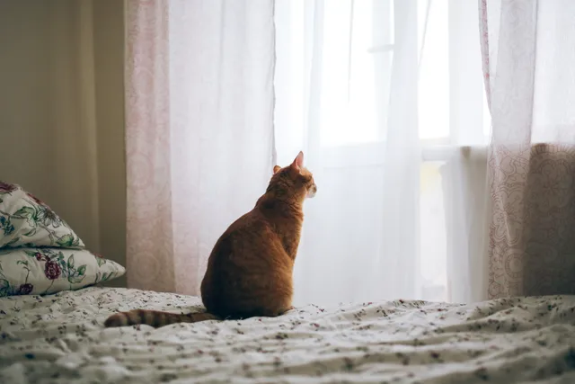 Where Can I Leave My Cat While on Vacation? 3 Vet-Reviewed Options