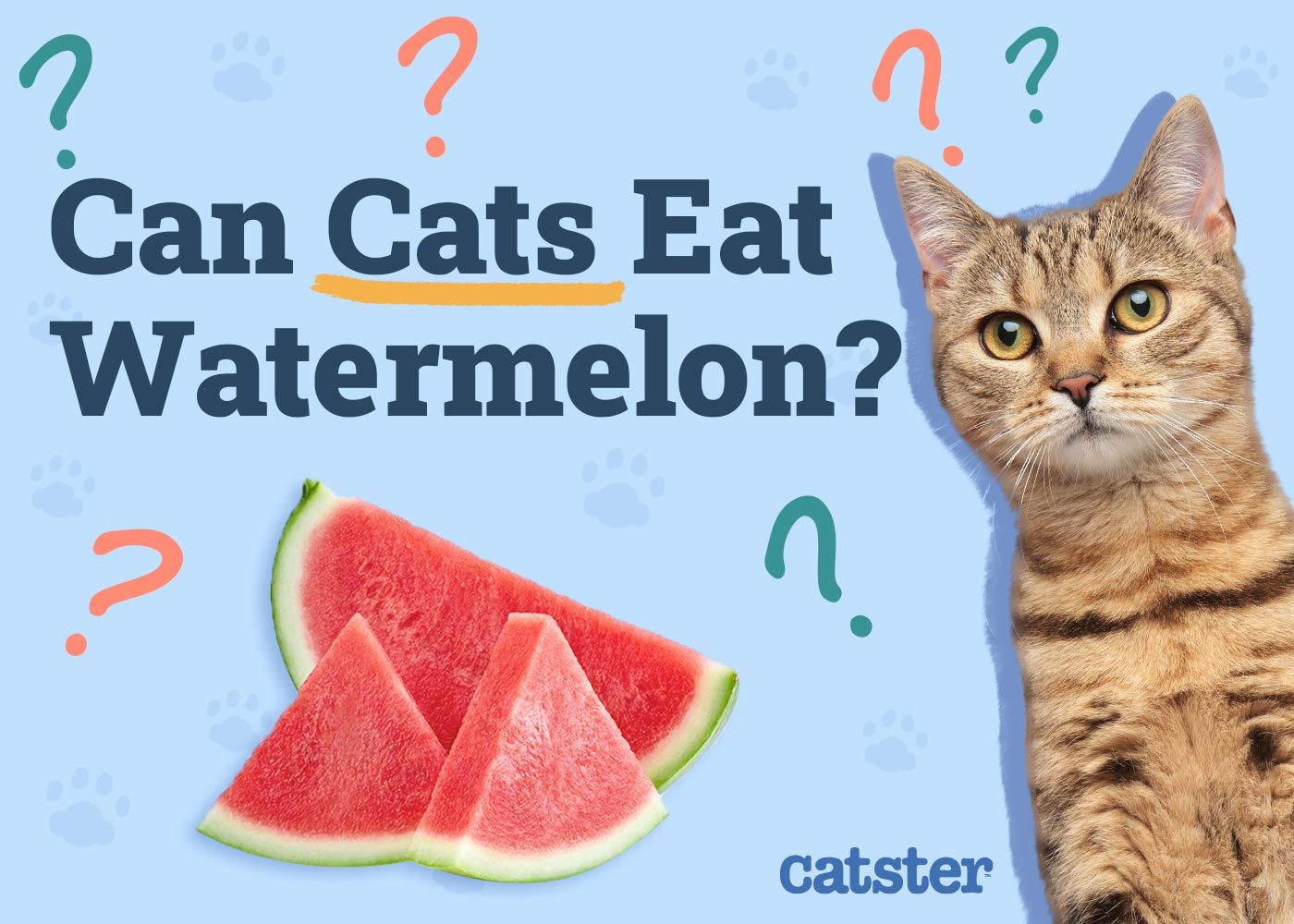Can Cats Eat Watermelon