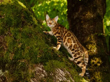 How Long Do Bengal Cats Live? Vet-Reviewed Average Lifespan Data & Facts