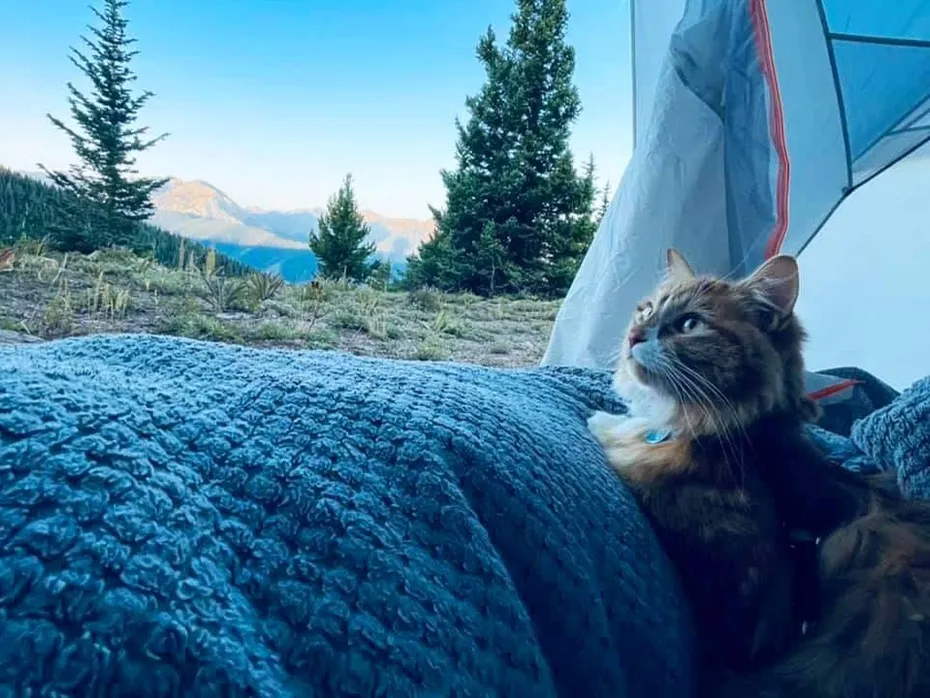 Meet Liebchen, the World-Travelling Adventure Cat 00A97656-4C62-4176-91A2-8BF57DEEB412_Original