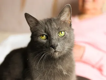 Can Cats Have Alzheimer's? Feline Health Facts (Vet Answer)