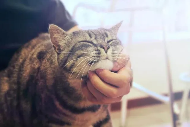 How Much Do Male Cats Purr? Vet-Verified Facts & FAQ