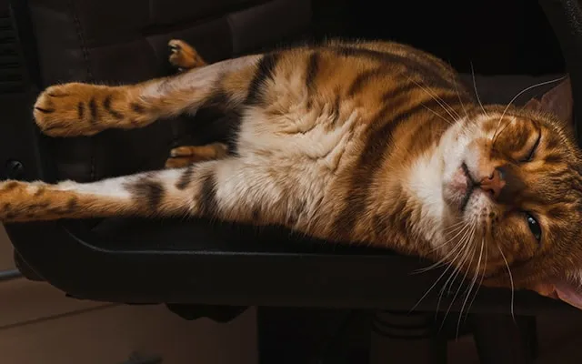 Head Pressing in Cats: What Is It and What to Do? (Vet Answer)