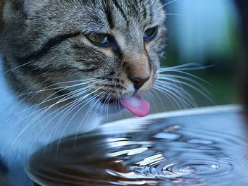 Why Is My Cat Drinking a Lot of Water Suddenly? 6 Vet-Reviewed Reasons