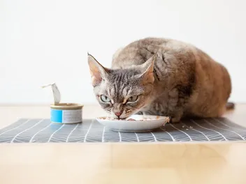 9 Foods With Potassium for Cats: Vet-Reviewed Advice