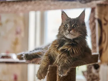 6 Breeds of Long-Haired Tortoiseshell Cats (With Info & Pictures)