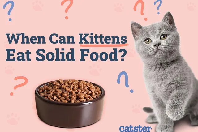 When Can Kittens Eat Solid Food? Vet-Approved Facts & FAQ