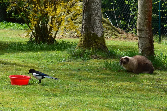 How to Keep Cats Away From Bird Feeders: 6 Vet-Verified Proven Methods