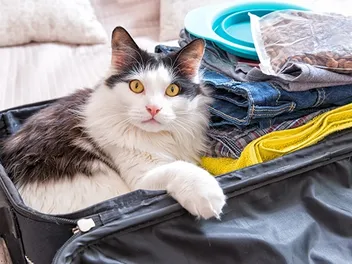 I'm Worried About Leaving My Cat When I Go on Holiday: 12 Vet-Approved Care Tips