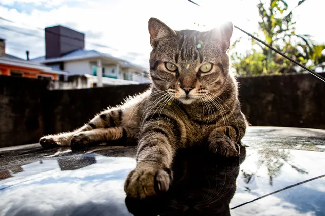 Brazilian Shorthair Cat Breed Info: Pictures, Temperament & Traits