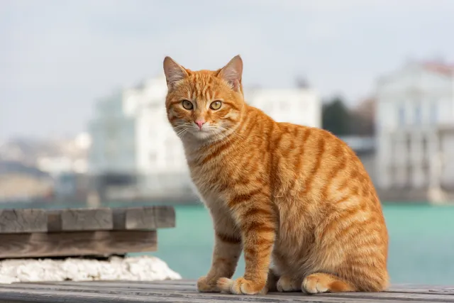 15 Fascinating Facts About Red Tabby Cats (Vet-Verified)