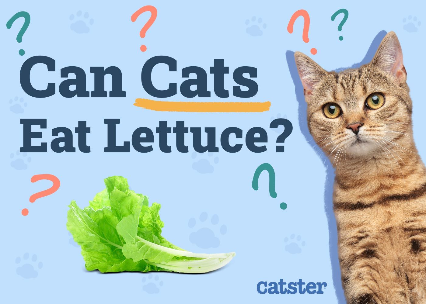 Can Cats Eat Lettuce