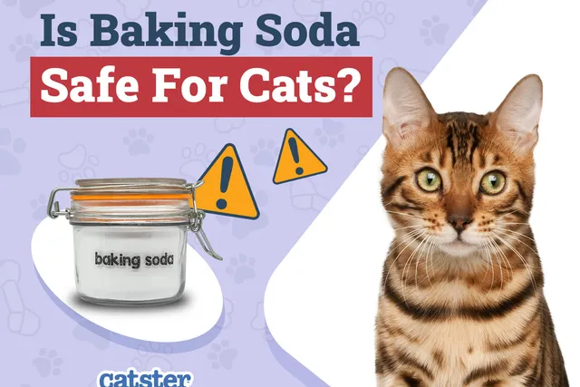 Is Baking Soda Safe for Cats? Our Vet Explains Dangers & Safe Uses